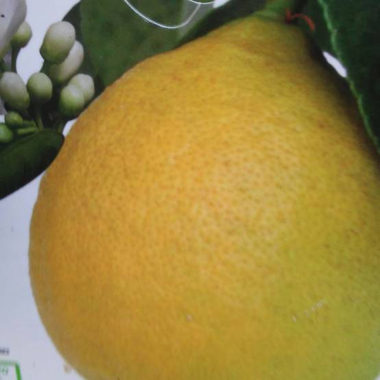 Citronnier - Citrus limon Adamo Pot de 4L/5L, 1/4 de tige
