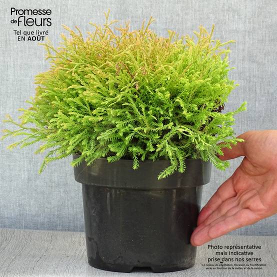 Promesse de Fleurs - Thuya du Canada - Thuja occidentalis Golden Tuffet Pot de 2L/3L - Image 2