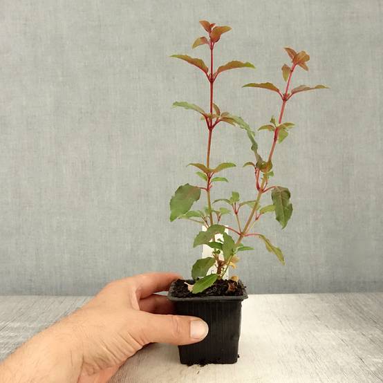 Fuchsia rustique Alice Hoffman Godet de 8/9 cm - Image 2