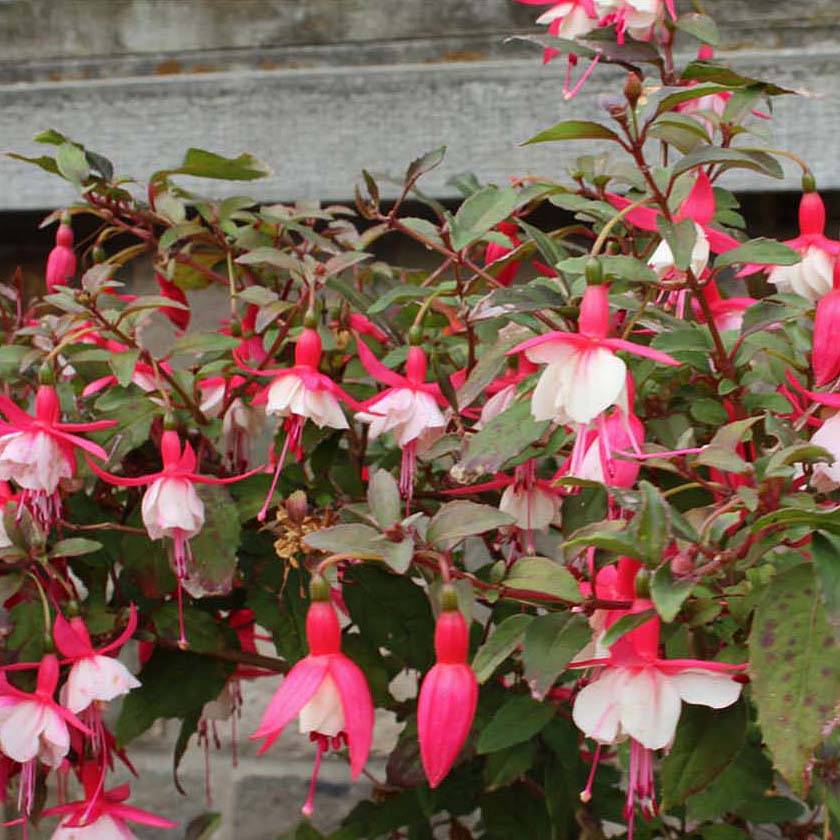 Fuchsia rustique Alice Hoffman Godet de 8/9 cm - Image 1