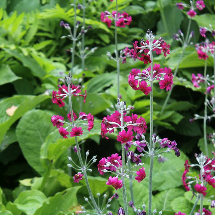 Primevère candélabre - Primula pulverulenta Godet de 8/9 cm