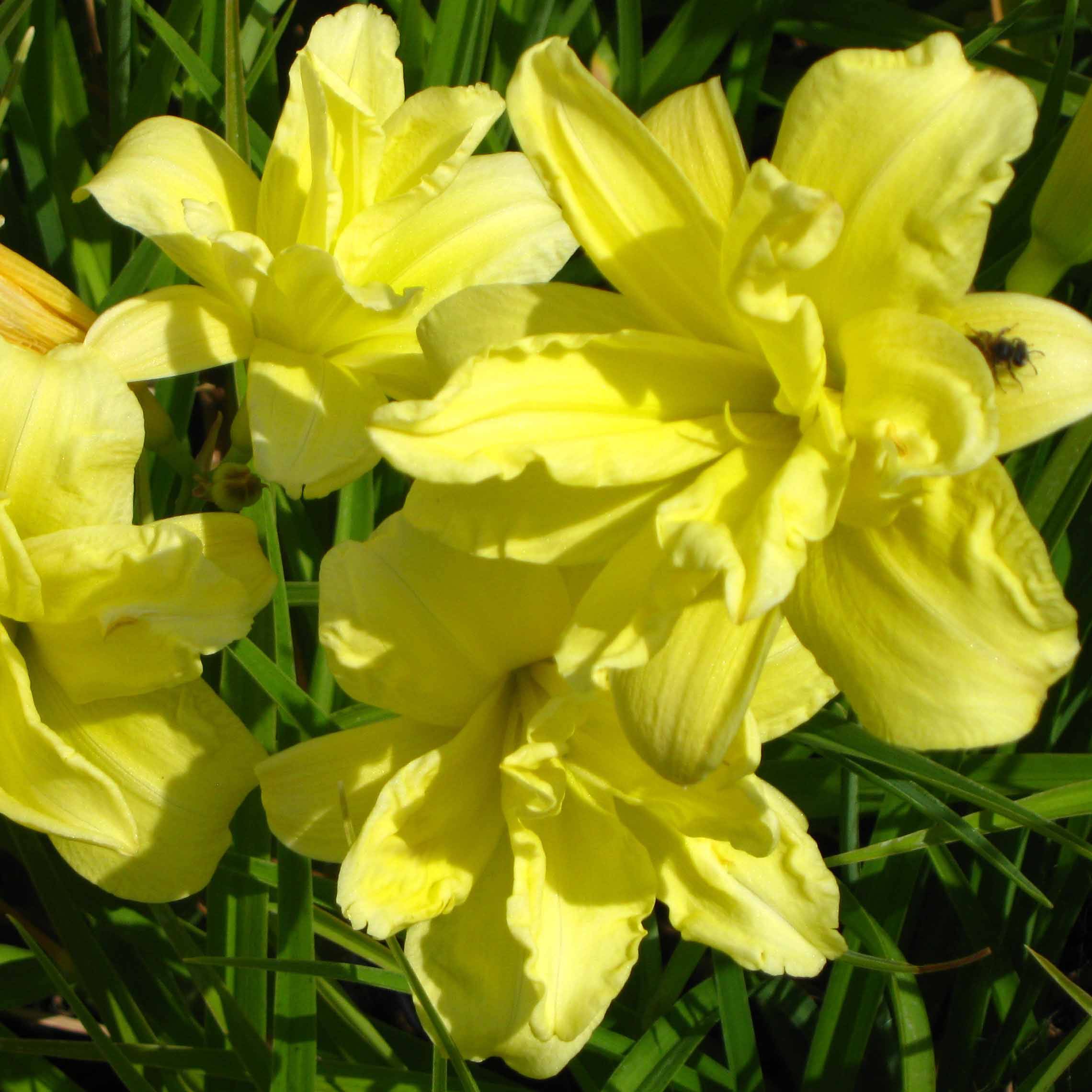 Promesse de Fleurs - Hémérocalle Double River Wye - Lis d'un jour jaune citron Godet de 8/9 cm