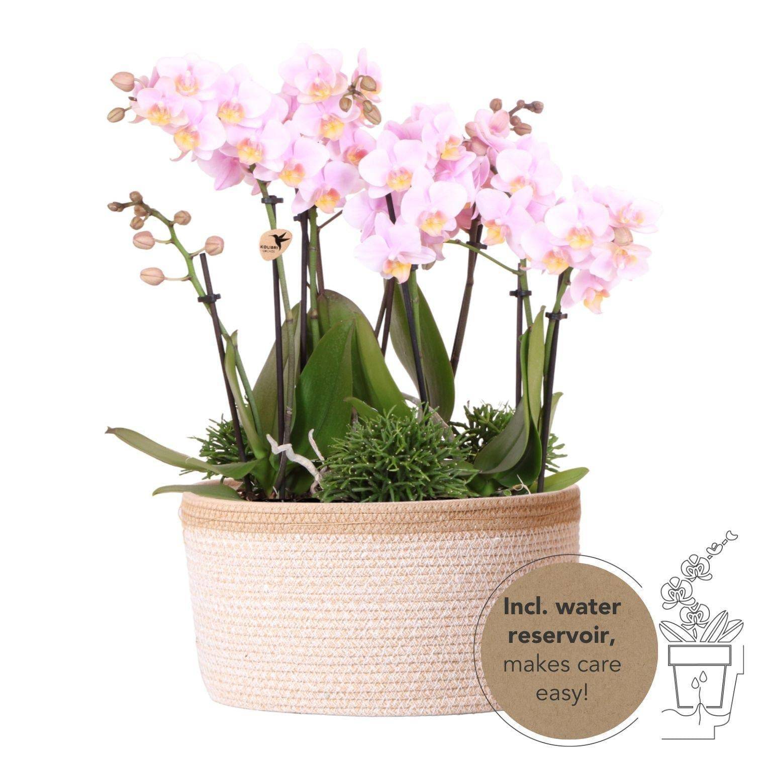 La Green Touch - Panier de coton avec 3 orchidées roses et 3 Rhipsalis- La Green Touch - Imagen 1