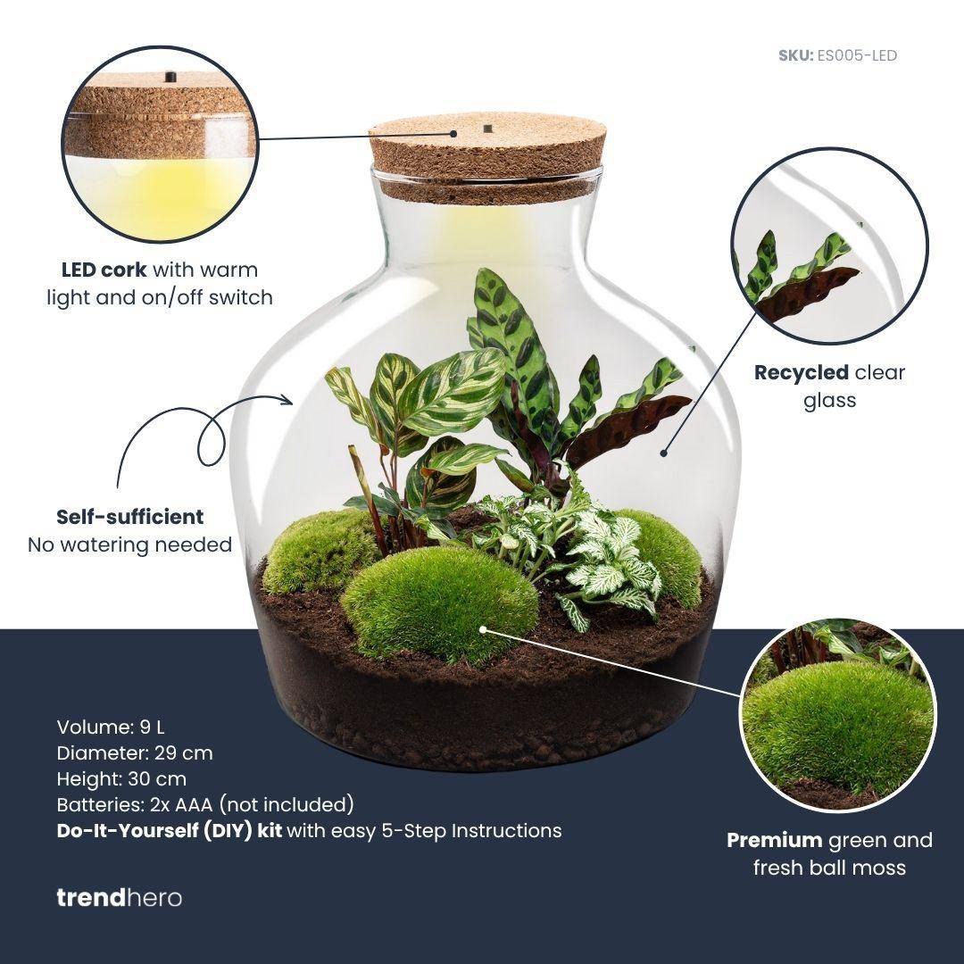 Terrarium à composer bouteille en verre recyclé - Ø29-H30cm - avec kit 4 outils - Calathea White - Terrarium DIY - Image 3
