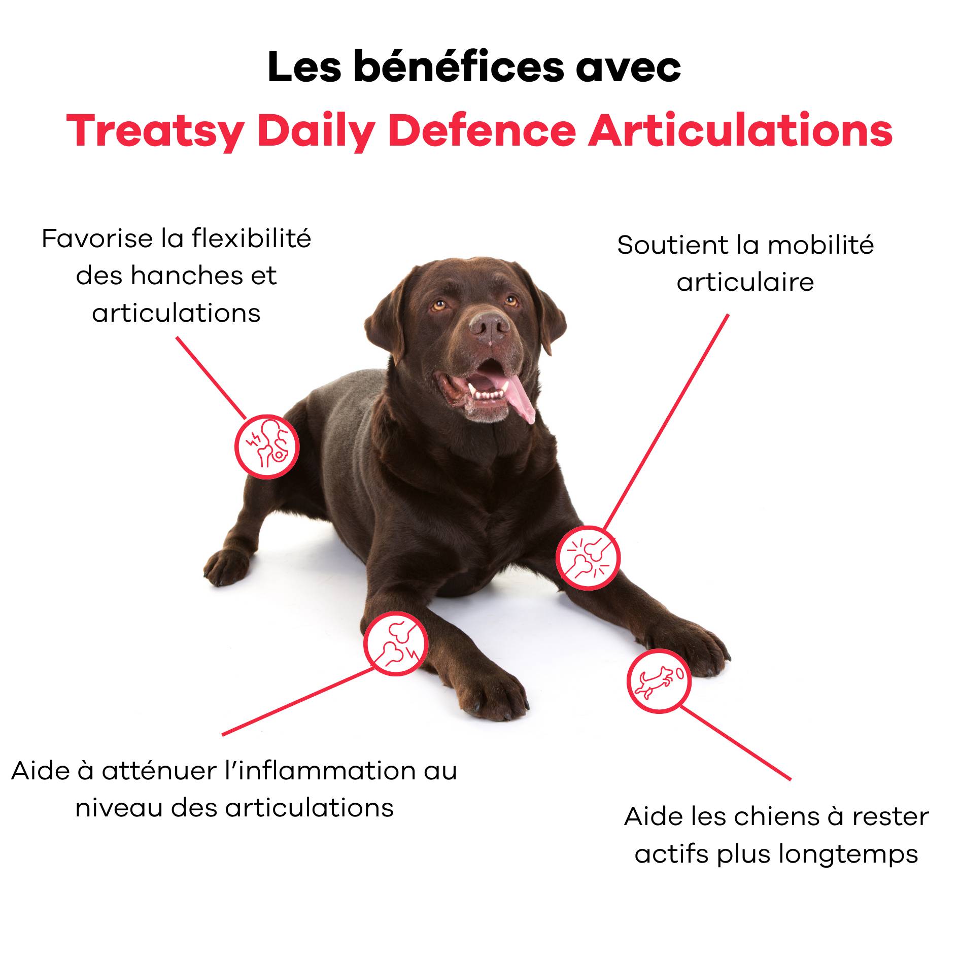Complément Articulations pour chien - Soutien de la mobilité et de la fonction articulaire - Collagène, EPA, DHA - Treatsy - Image 3