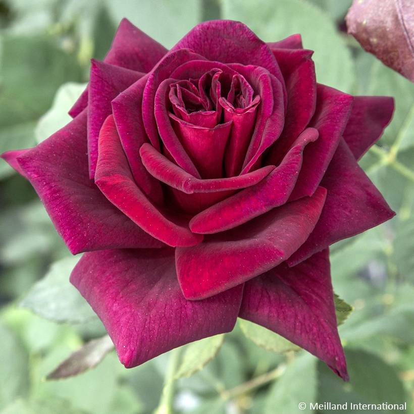 Rosier à grandes fleurs Black Perfumella Pot de 4L/5L