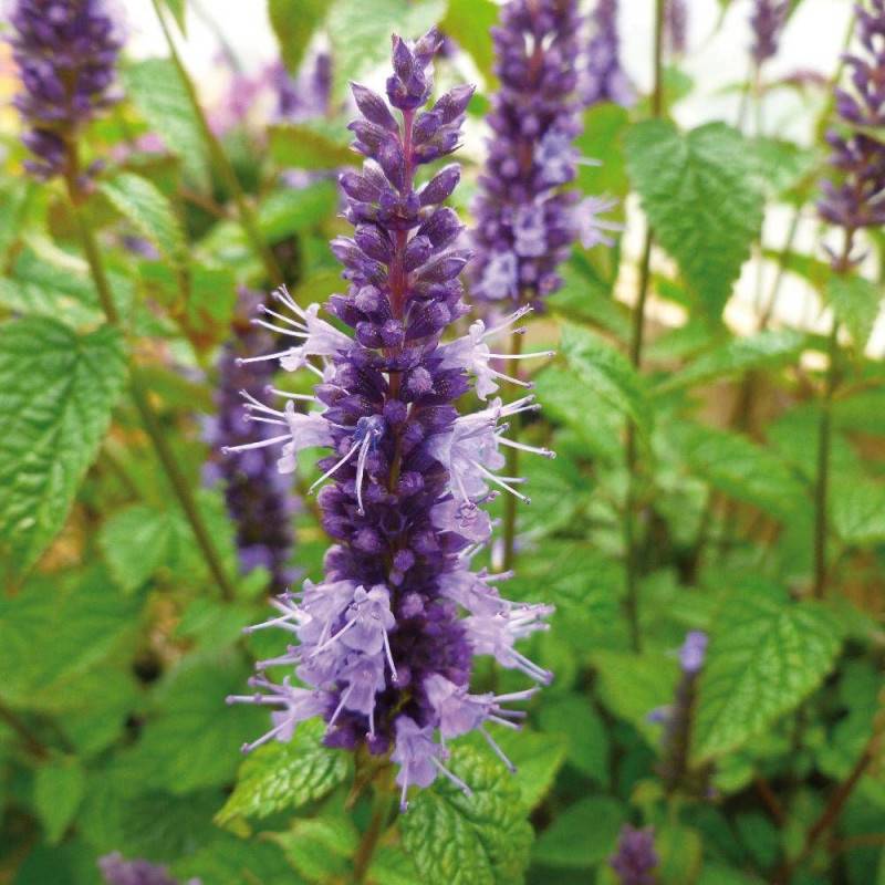 Agastache rugueuse Little Adder à fleurs Bleue - feuillage Caduc - Godet - 5/20 cm-  hauteur à maturité De 0,15 m à 0,50 m