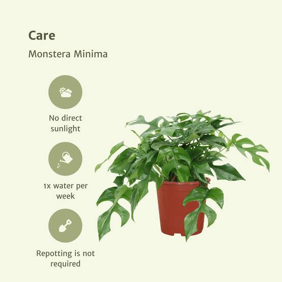 Monstera Minima - H25cm - Image 5