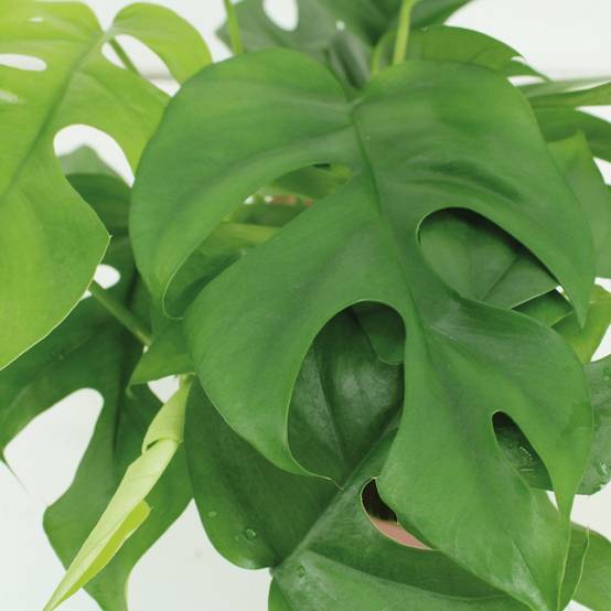 Monstera Minima - H25cm - Image 3