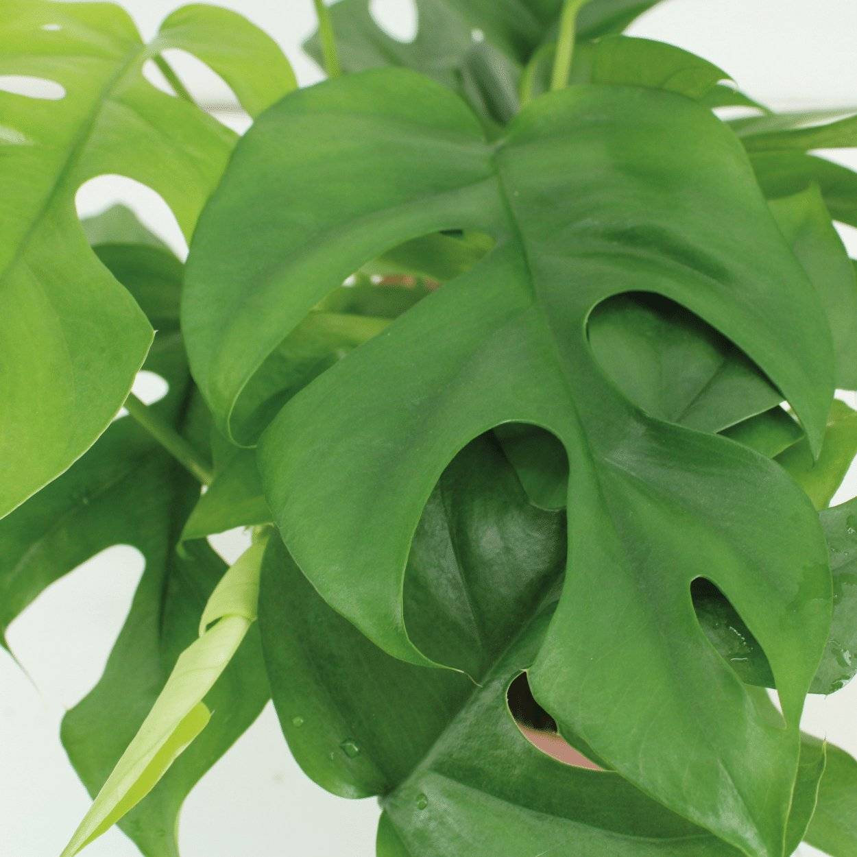 Monstera Minima - H25cm - Image 3