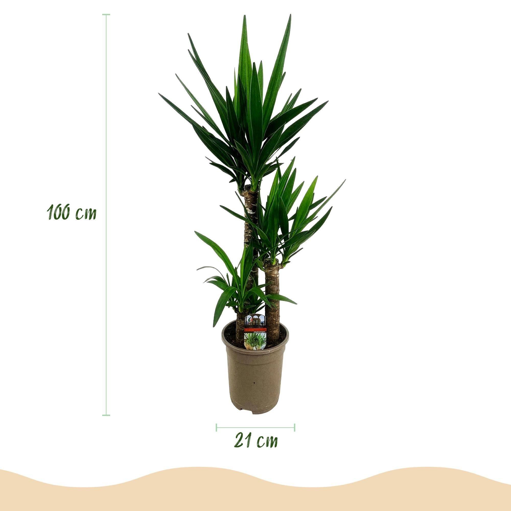 La Green Touch - Yucca Elephantipes - D21 H100cm - Image 4