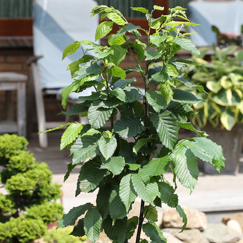 Promesse de Fleurs - Carpinus betulus Fastigiata Monument - Charme commun fastigié Pot de 6L/7L - Image 1