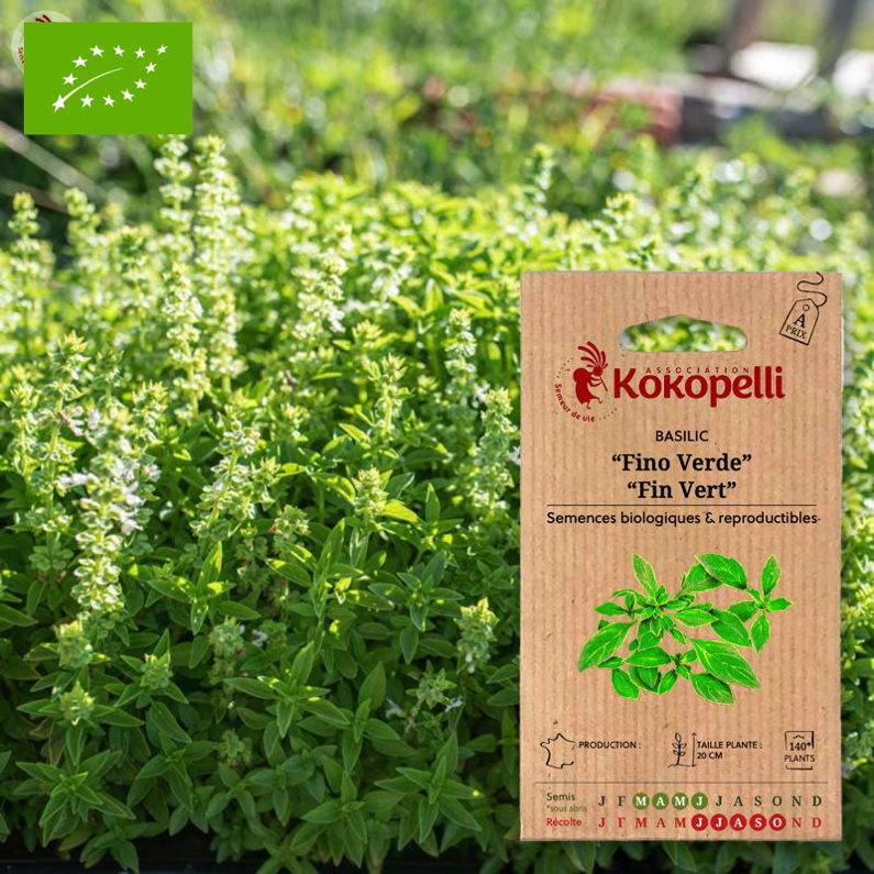 Association Kokopelli - Basilic Fino Verde- Graines bio à semer - Image 1