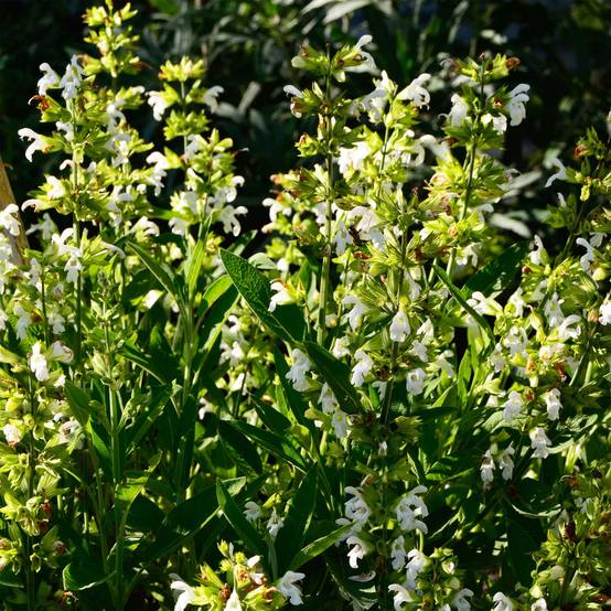 Promesse de Fleurs - Sauge officinale Albiflora - Salvia officinalis Godet de 8/9 cm