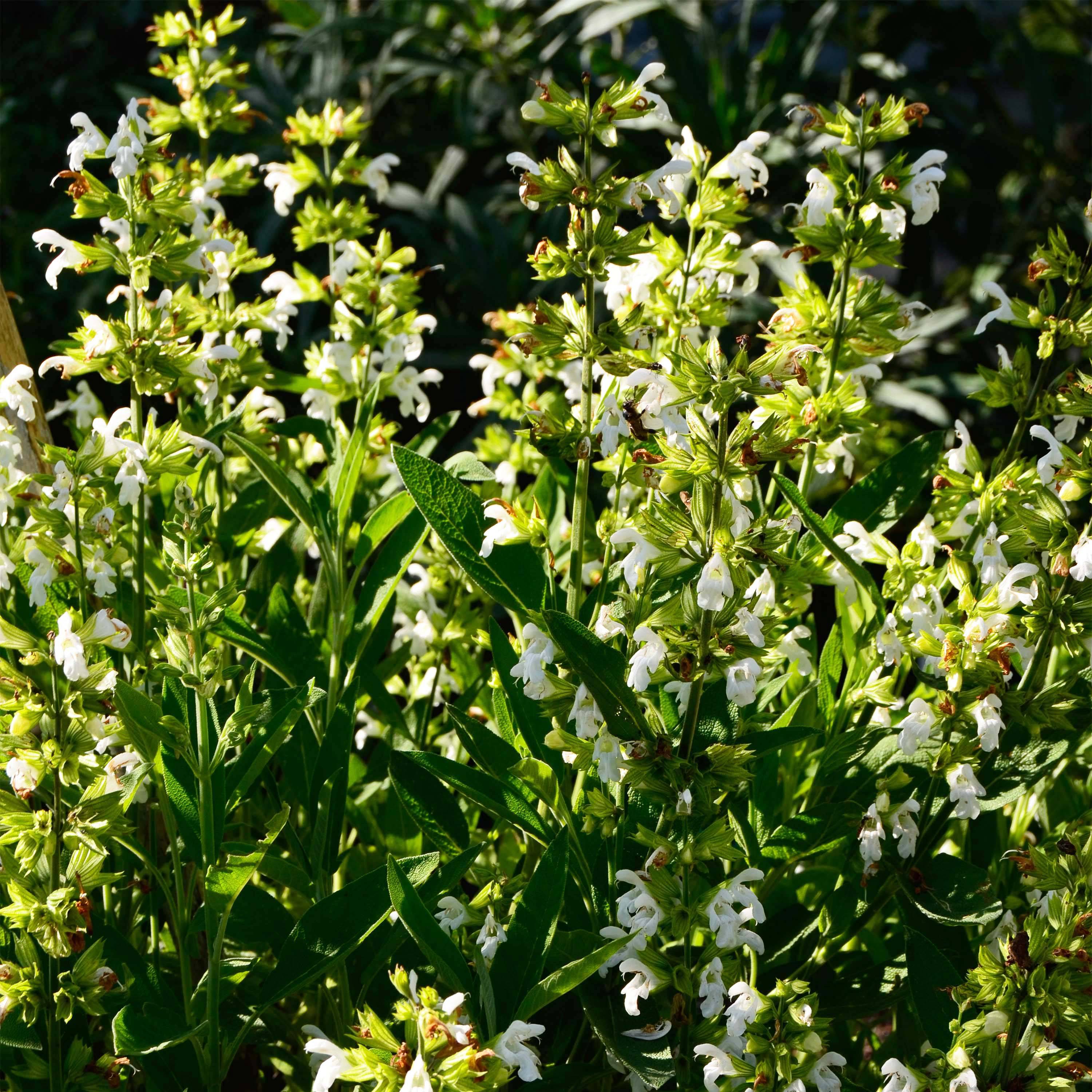 Promesse de Fleurs - Sauge officinale Albiflora - Salvia officinalis Godet de 8/9 cm