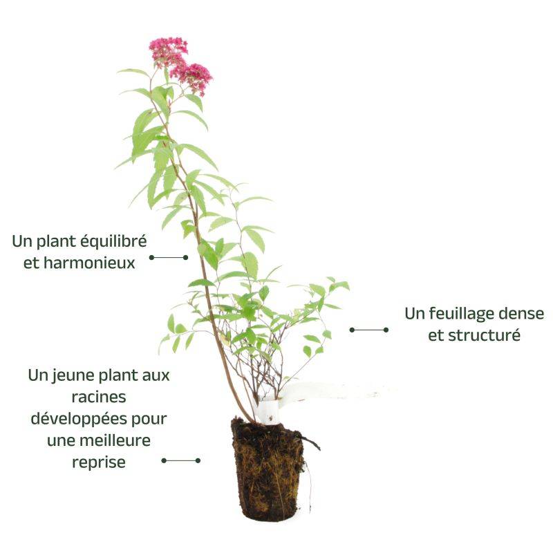 Spirée japonaise 'Anthony Waterer' (Spiraea japonica 'Anthony Waterer') - Godet - Taille 10/15cm - Pépinières Naudet - Imagen 3