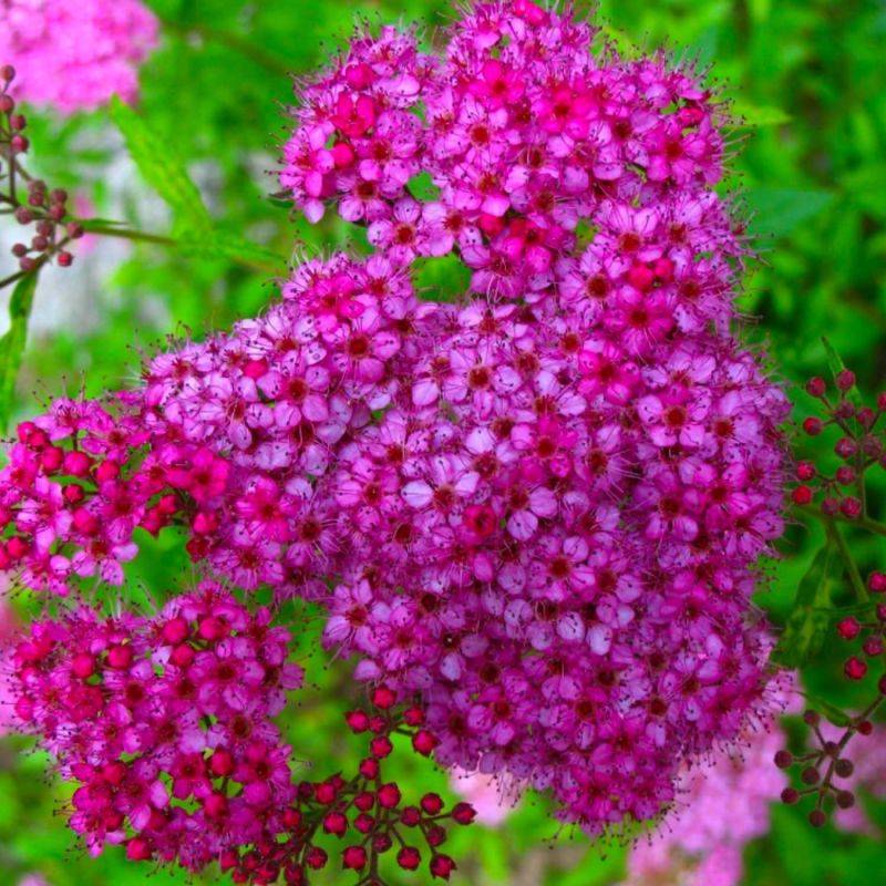 Spirée japonaise 'Anthony Waterer' (Spiraea japonica 'Anthony Waterer') - Godet - Taille 10/15cm - Pépinières Naudet - Imagen 1