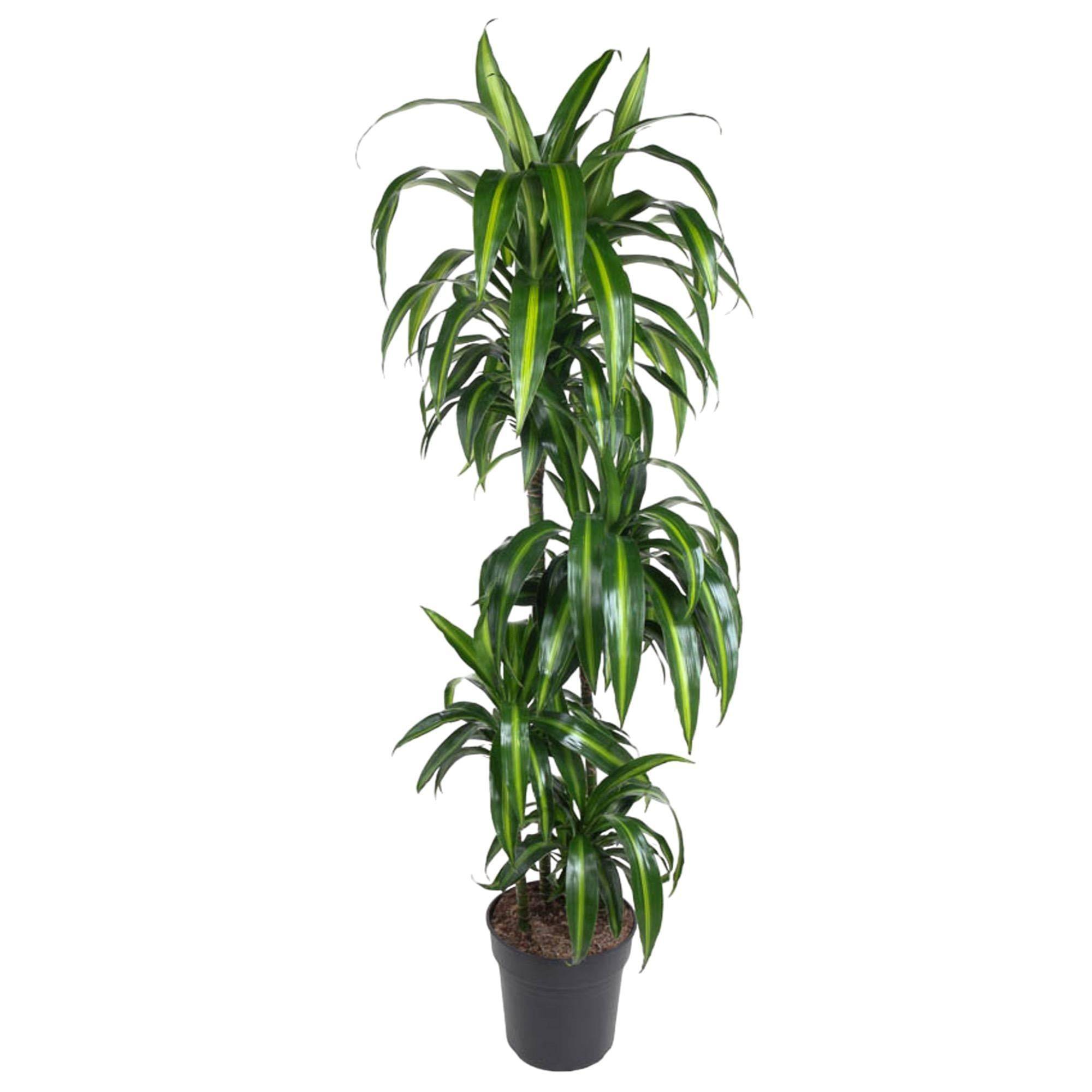 La Green Touch - Dracaena Hawaiiana 140cm - Plante d'intérieur- La Green Touch - Imagen 3