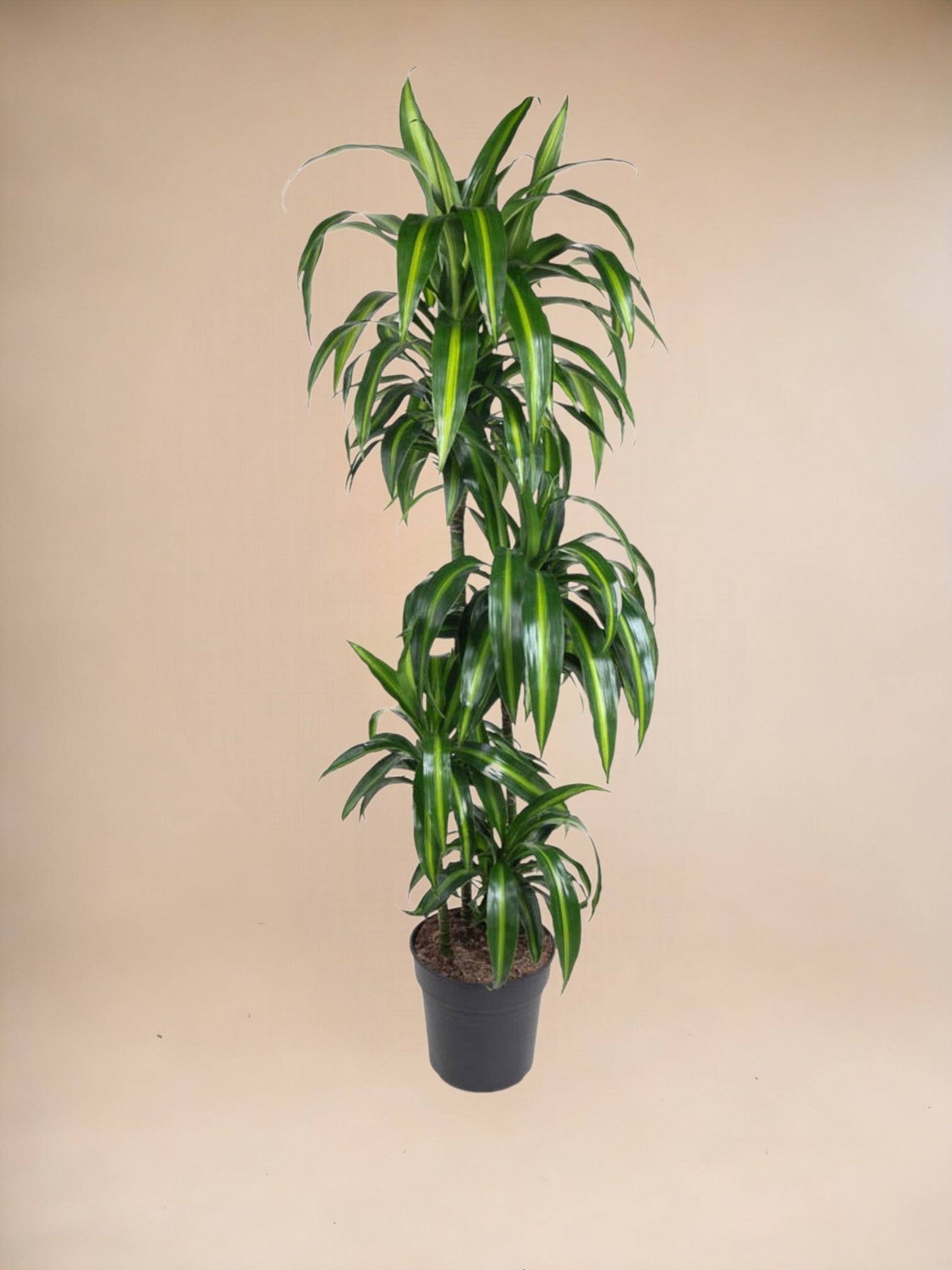 La Green Touch - Dracaena Hawaiiana 140cm - Plante d'intérieur- La Green Touch - Imagen 2