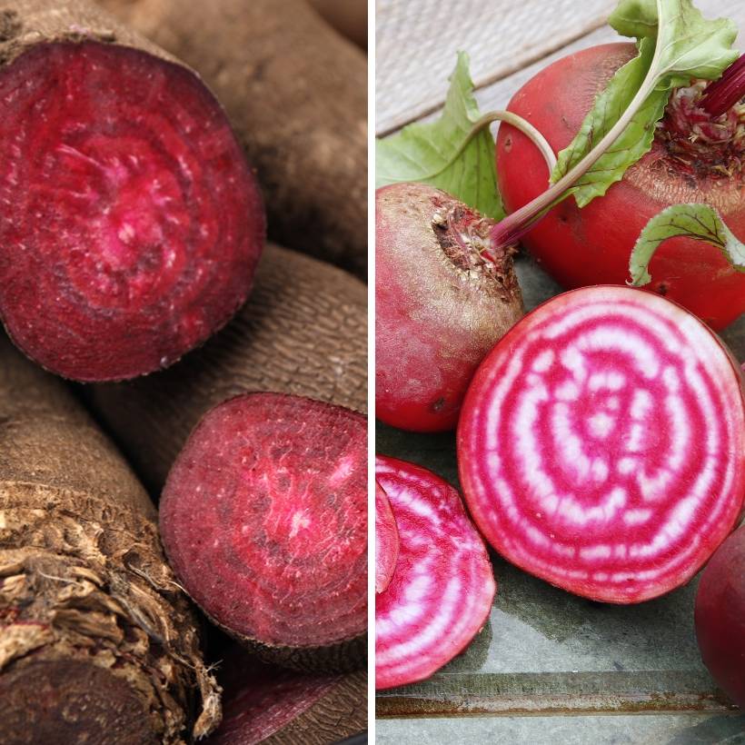 Betteraves en mélange (Crapaudine et Chioggia) Bio - Ferme de Sainte Marthe le sachet de 200 graines environ (4g)