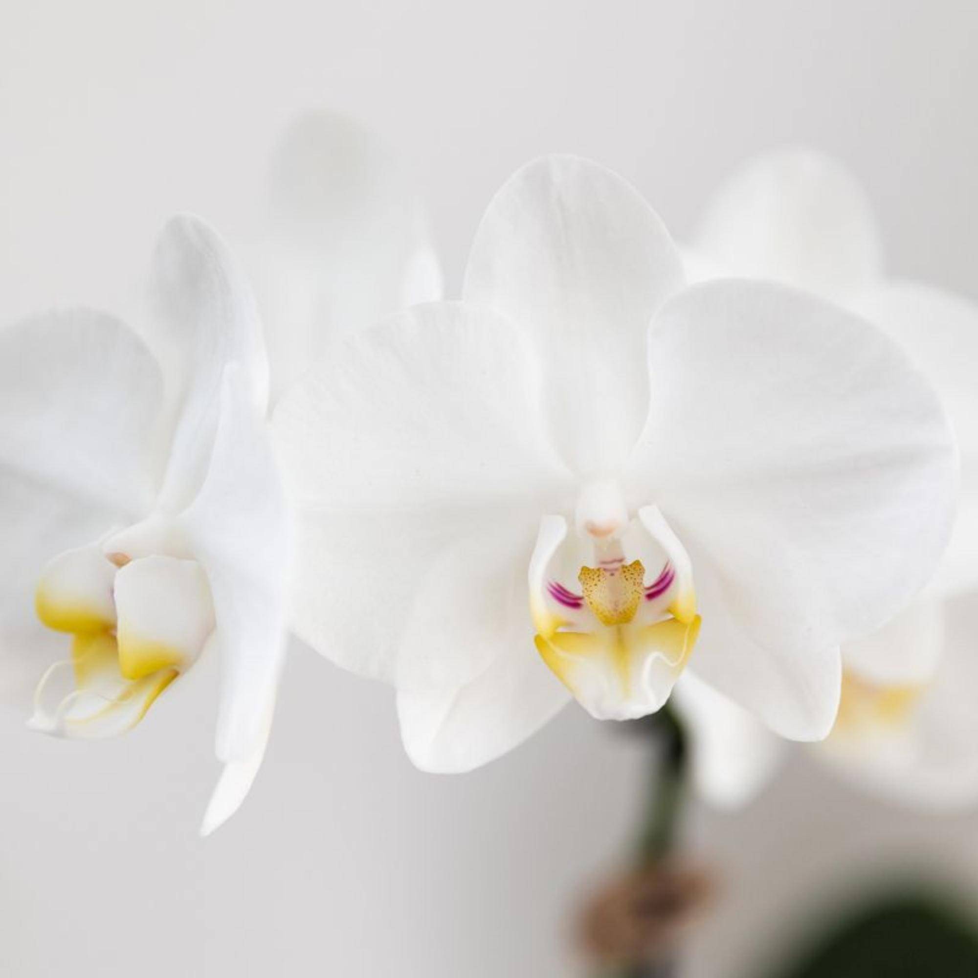 Orchidée Phalaenopsis blanche - Pot de 9cm - Sans cache-pot - Plantes d'intérieur - Image 2
