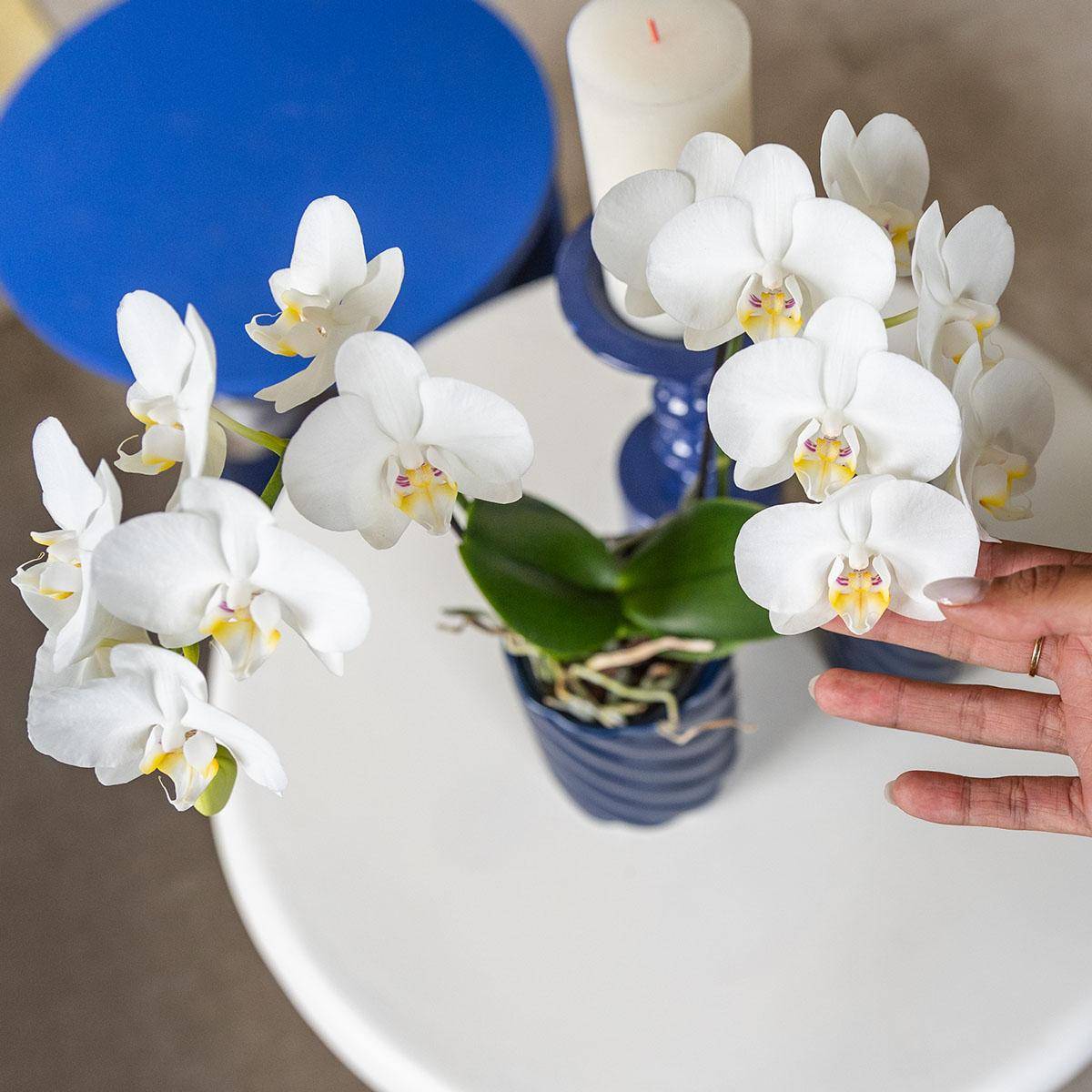 Orchidée Phalaenopsis blanche - Pot de 9cm - Sans cache-pot - Plantes d'intérieur - Image 7