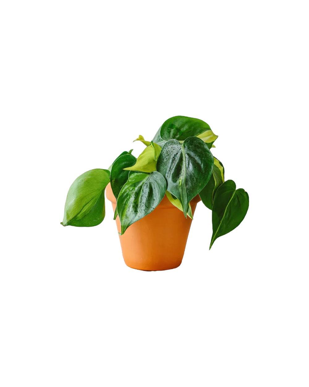 Philodendron Brazil 20cm - Plante d'intérieur- La Green Touch - Image 1