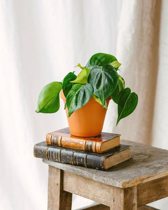Philodendron Brazil 20cm - Plante d'intérieur- La Green Touch - Image 2