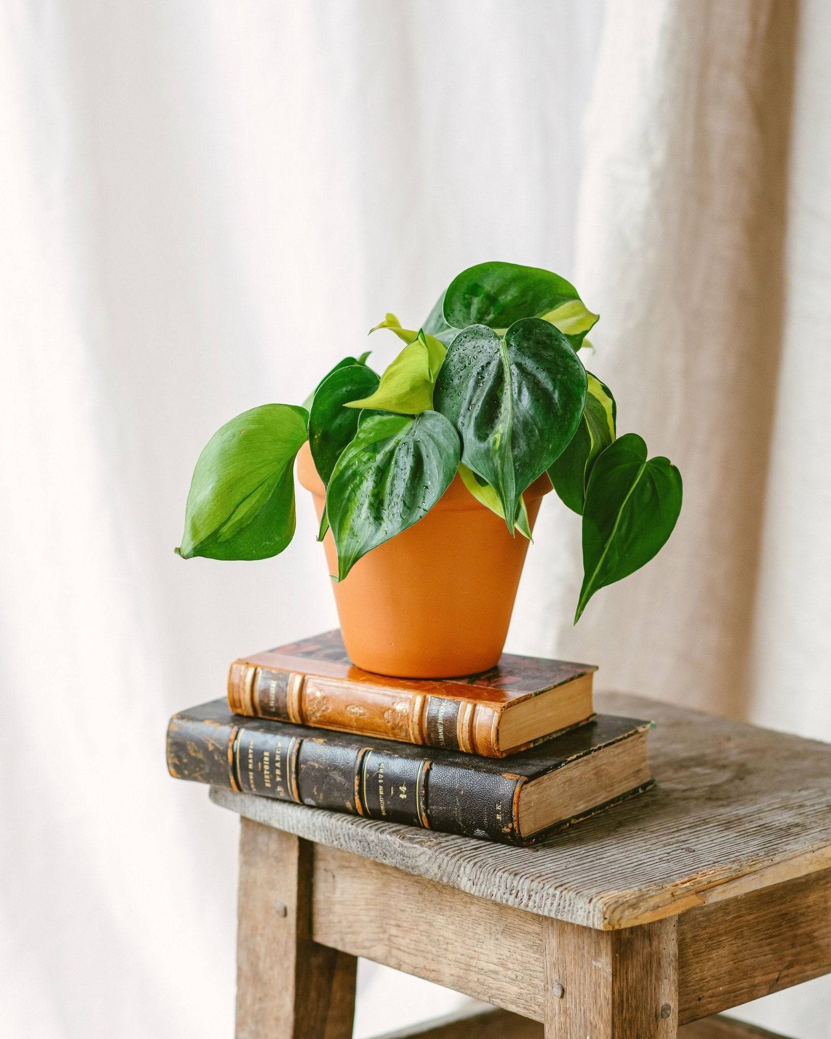 Philodendron Brazil 20cm - Plante d'intérieur- La Green Touch - Image 2
