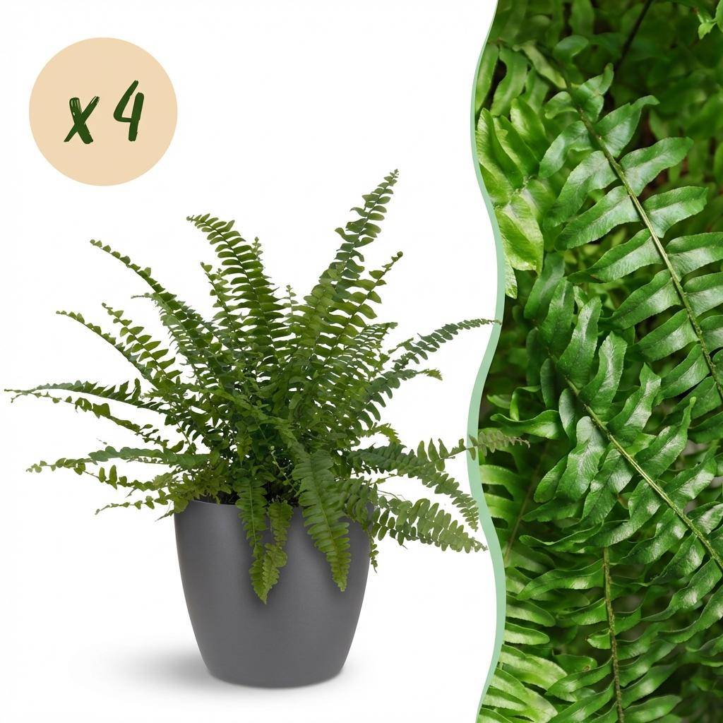 Nephrolepsis exaltata Green Lady - Pet-friendly - Pot de 12cm - Hauteur 25-30cm - 4 plantes - Gris - Plantes d'intérieur