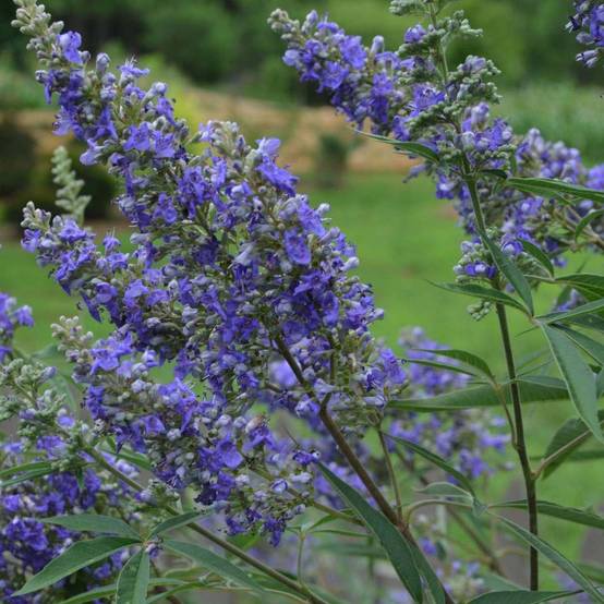 Promesse de Fleurs - Vitex agnus-castus Delta Blues - Gattilier Pot de 3L/4L - Image 1