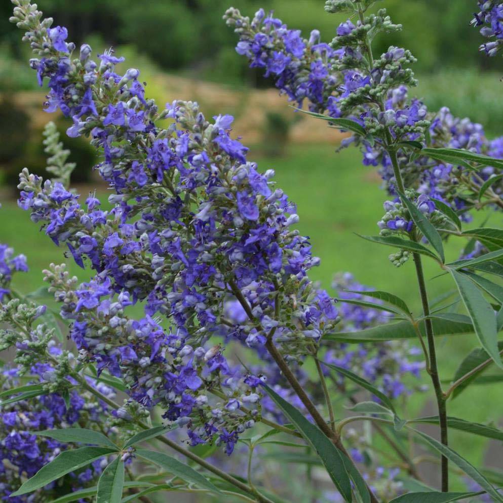 Promesse de Fleurs - Vitex agnus-castus Delta Blues - Gattilier Pot de 3L/4L