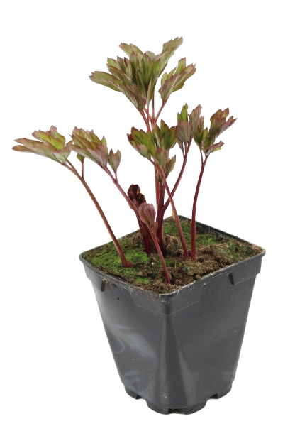 Pivoine  pot 1 l - Image 1