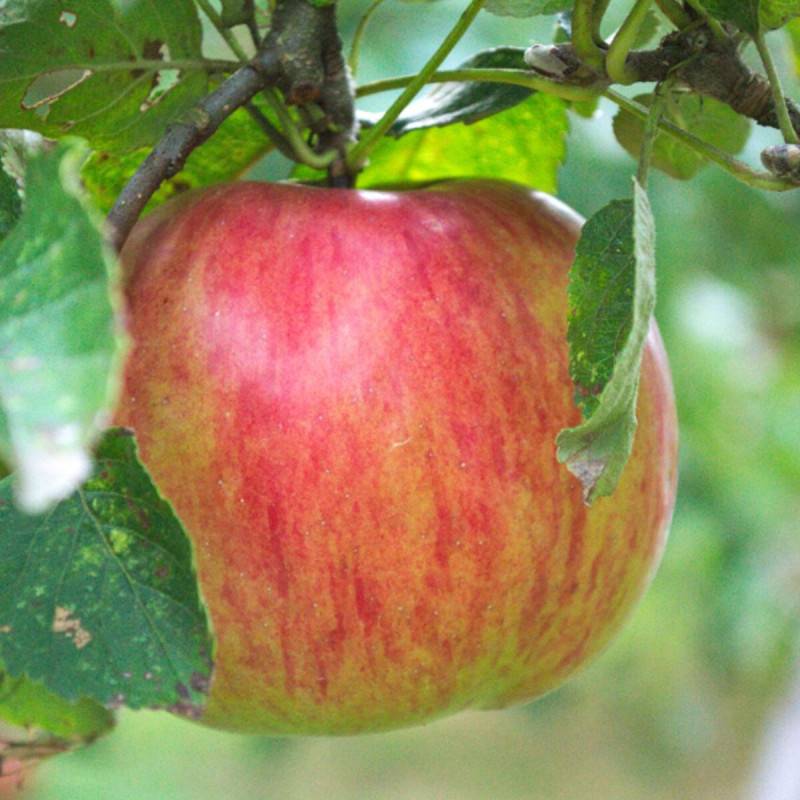 Pommier Rubinette® - Bon rendement - Pot de 10L - Gobelet 2 ans - 120/150 cm - De 3,00 m à 5,00 m - Imagen 4