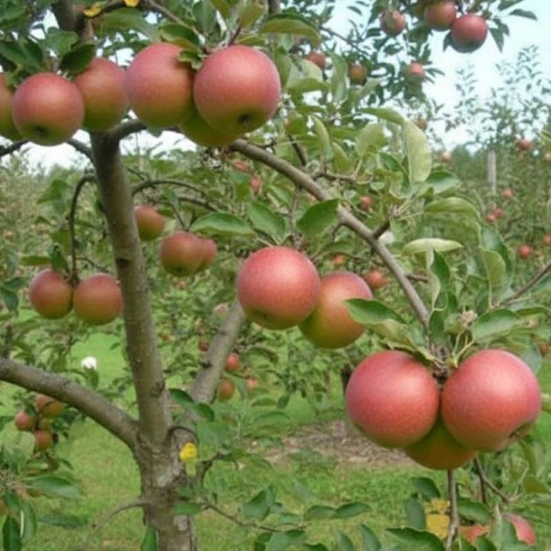Pommier Rubinette® - Bon rendement - Pot de 10L - Gobelet 2 ans - 120/150 cm - De 3,00 m à 5,00 m - Imagen 5