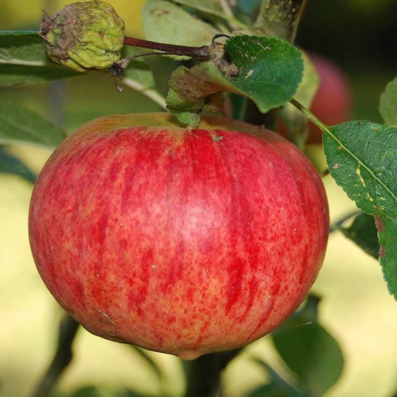 Pommier Rubinette® - Bon rendement - Pot de 10L - Gobelet 2 ans - 120/150 cm - De 3,00 m à 5,00 m - Imagen 7