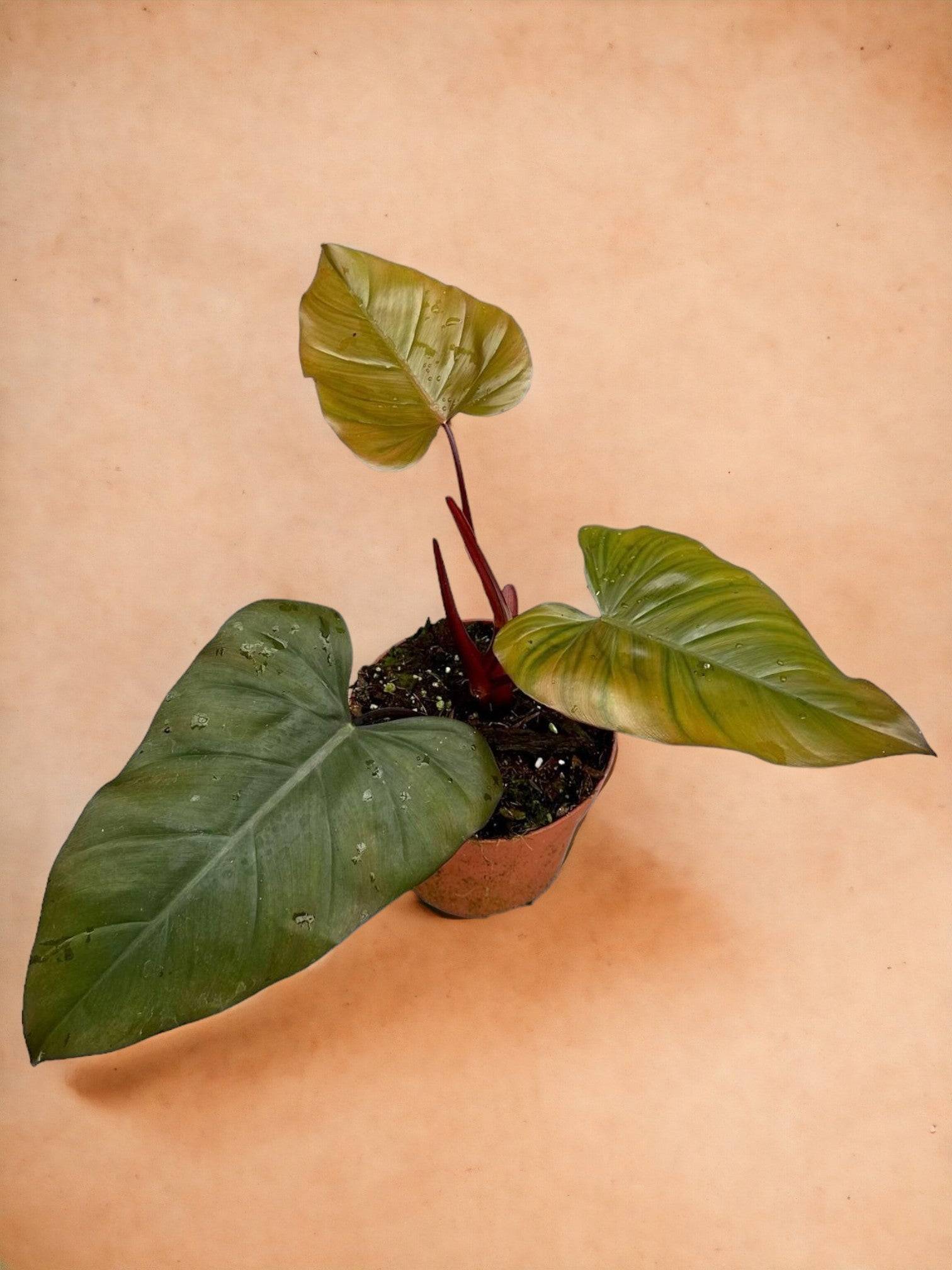 Philodendron Dark Lord- La Green Touch