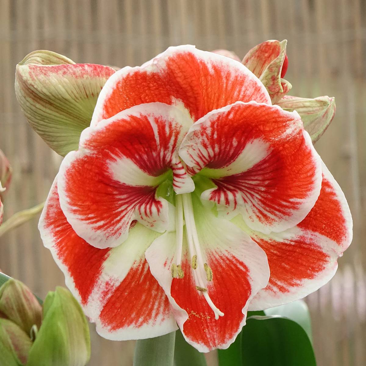 Promesse de Fleurs - Amaryllis Samba Bulbe calibre 30/32