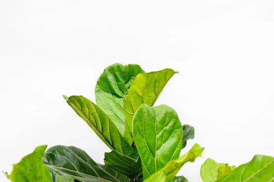 Ficus Lyrata Ramifié Xxl - D40 H200cm - Image 5