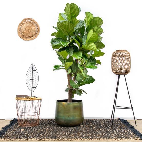 Ficus Lyrata Ramifié Xxl - D40 H200cm - Image 3