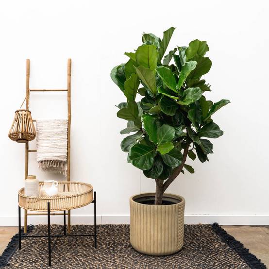 Ficus Lyrata Ramifié Xxl - D40 H200cm - Image 4