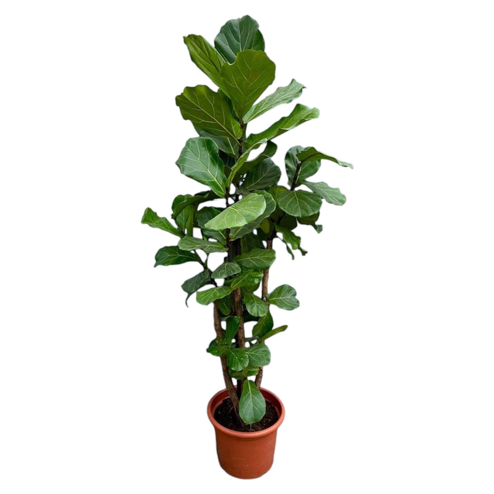 Ficus Lyrata Ramifié Xxl - D40 H200cm - Image 1