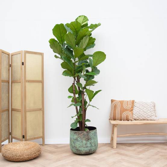 Ficus Lyrata Ramifié Xxl - D40 H200cm - Image 2