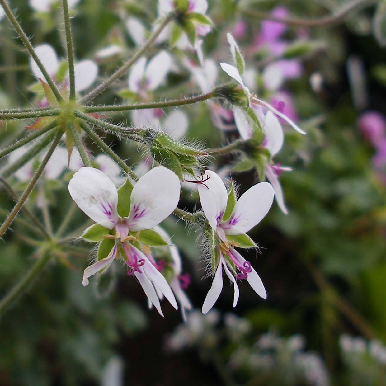 Promesse de Fleurs - Pélargonium odorant tomentosum - pélargonium à odeur de menthe - pélargonium tomenteux Godet de 7/8 cm