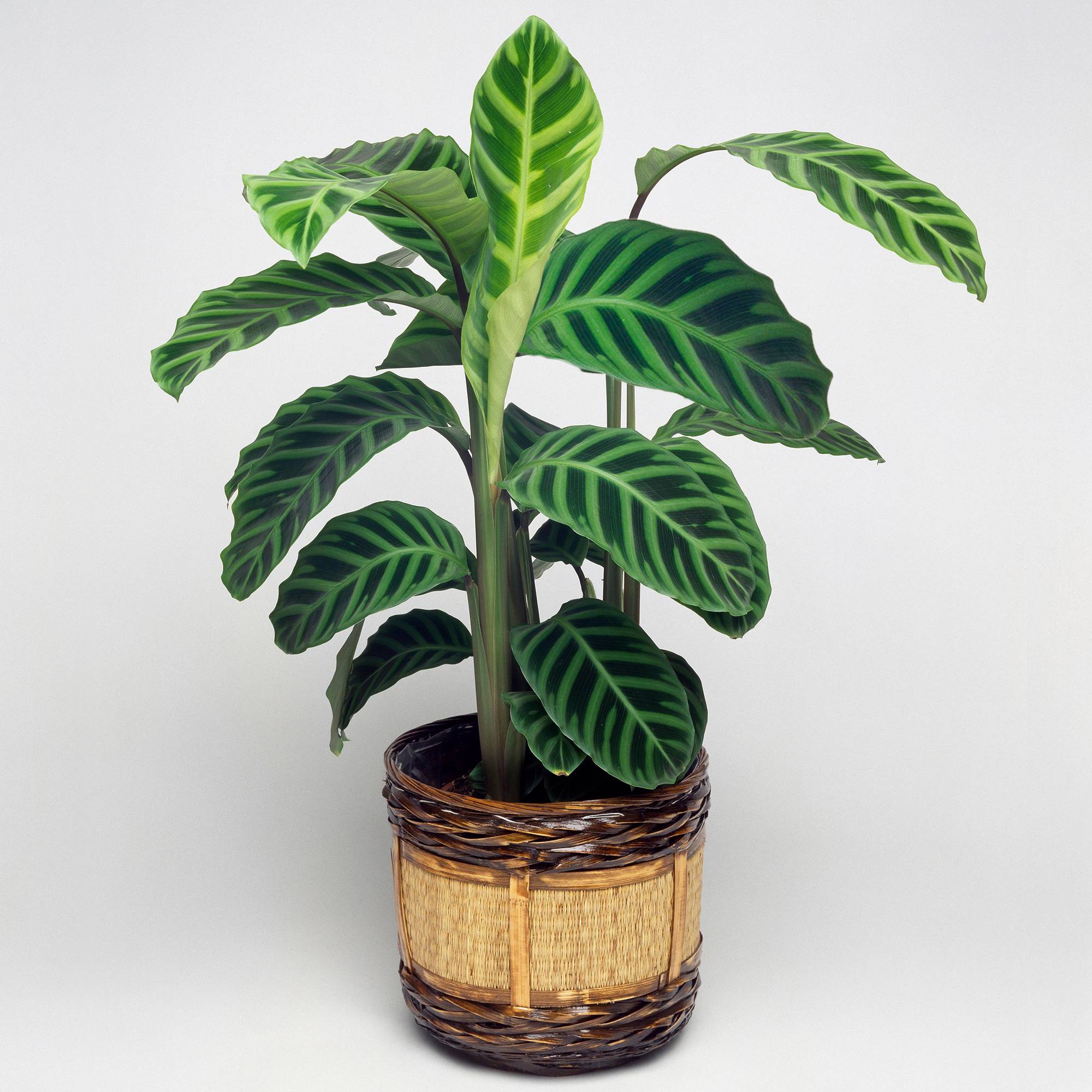 Gardenersdream - 1 X Calathea Zèbré | Calathea Zebrina De Qualité Supérieure | Plante D'Intérieur Au Feuillage Persistantes À Vendre - GardenersDream - Image 1