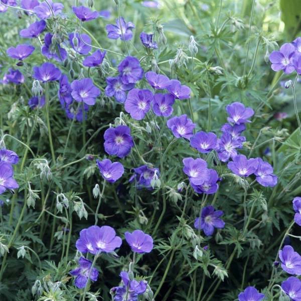 Géranium vivace Orion Pot de 2L/3L