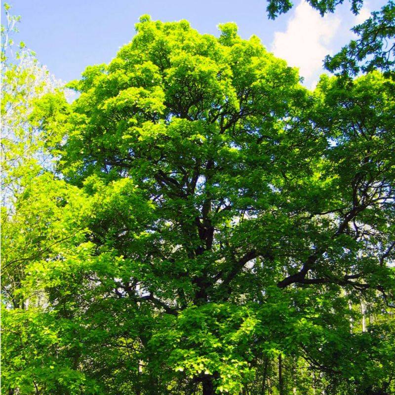 Alisier torminal (Sorbus torminalis) - Godet - Taille 20/40cm - Pépinières Naudet