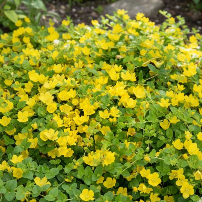 Lysimaque nummulaire à fleurs Jaune/ - feuillage Caduc - Godet - 5/20 cm