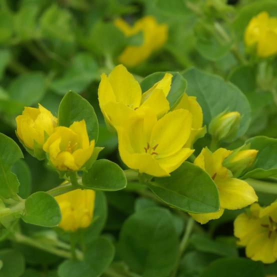 Lysimaque nummulaire à fleurs Jaune - feuillage Caduc - Godet - 5/20 cm- hauteur à maturité Moins de 0,15 m