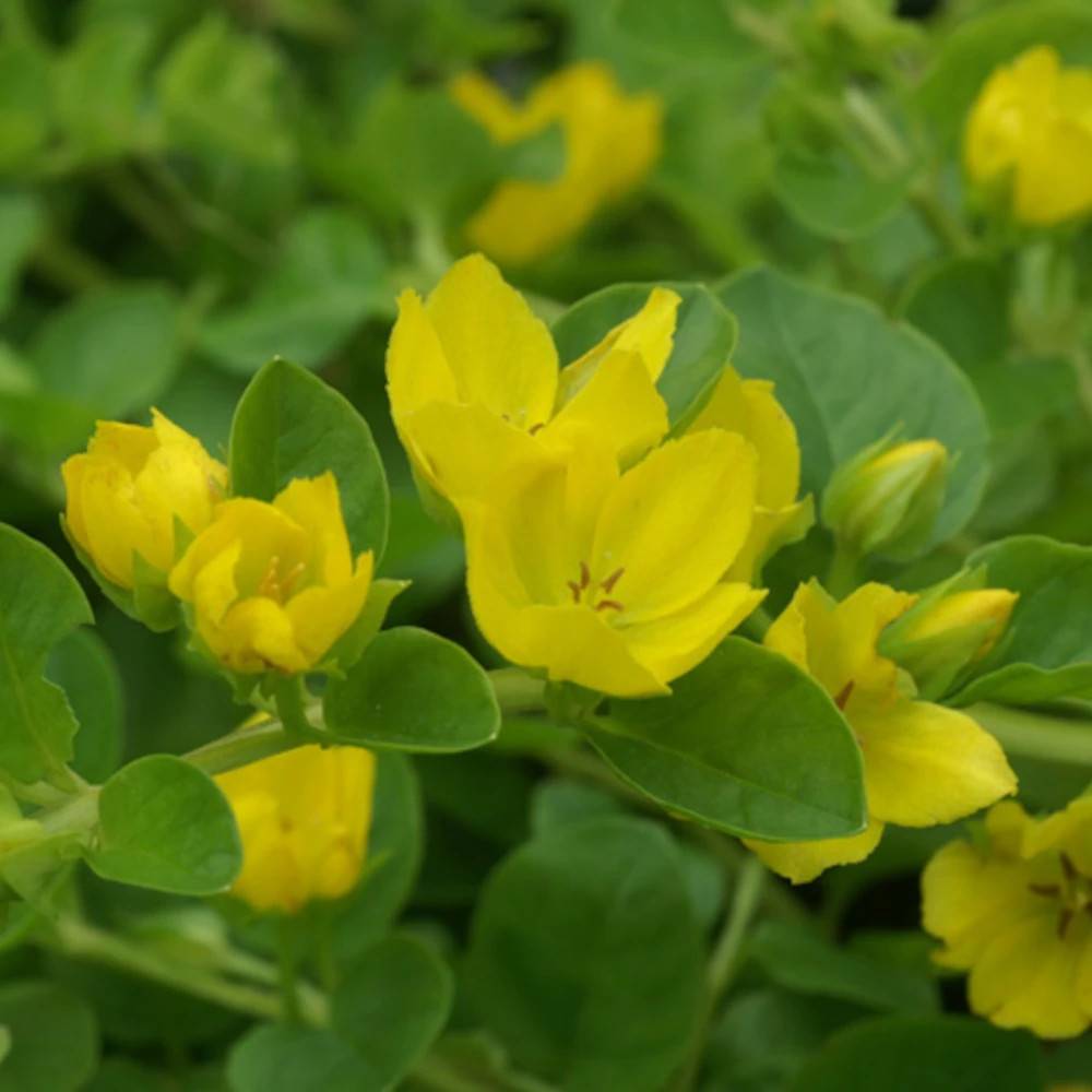 Lysimaque nummulaire à fleurs Jaune - feuillage Caduc - Godet - 5/20 cm-  hauteur à maturité Moins de 0,15 m
